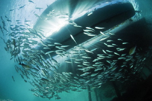 schooling jacks under the Misool eco resort jetty by Mathieu Foulquié 